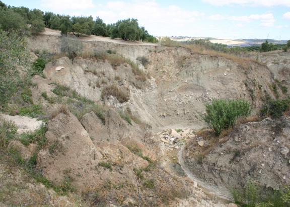 Imagen de erosión en un olivar en Lupión.